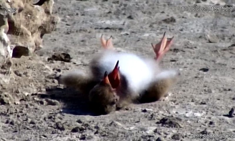 תעלומה: אלף אפרוחי שחפית מתו בחוף עתלית