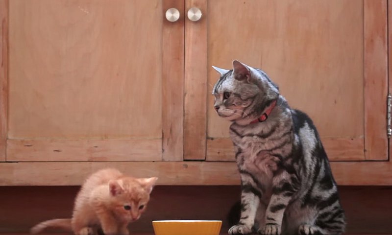 משעשע: כך אנחנו נראים בעיני החתולים שלנו