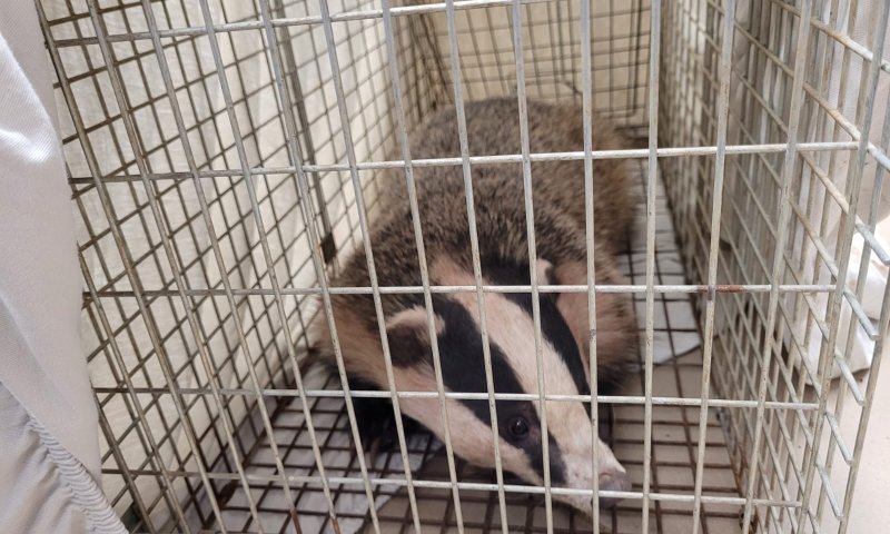 "יש לנו חיה מוזרה בבניין": גירית קפצה לביקור בית בטבריה