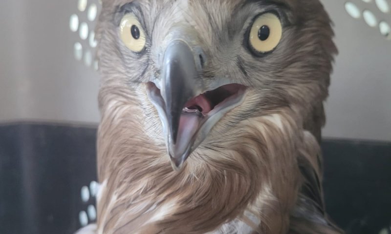 עוף דורס שהוחזק באופן לא חוקי חולץ על ידי רשות הטבע והגנים