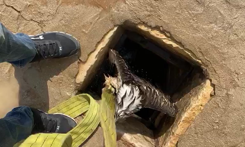 צפו: חיוואי חולץ מבור מים שהתמלא מי גשם