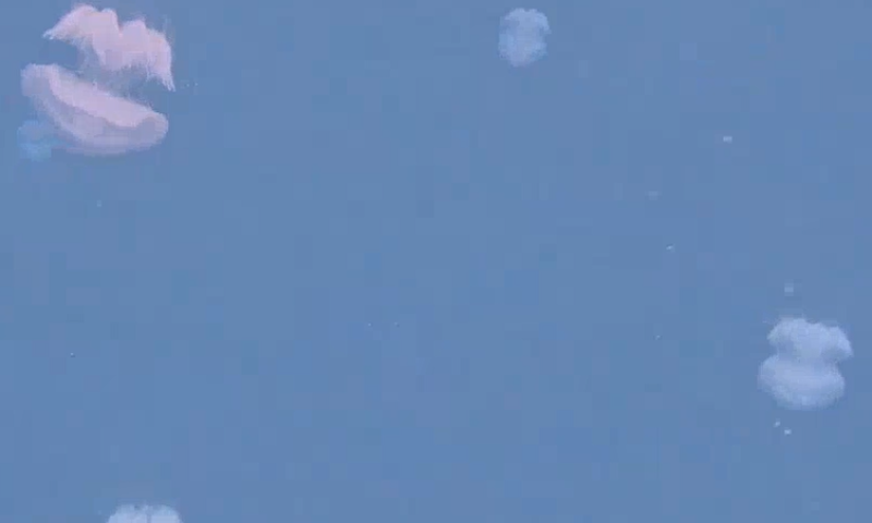 באיחור של חצי שנה: המדוזות הגיעו לחופי חיפה