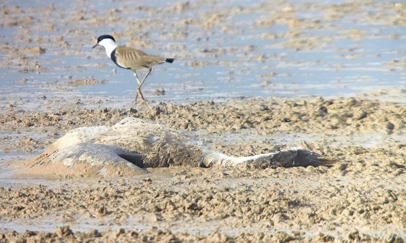 חשש להתפרצות שפעת העופות בעמק החולה