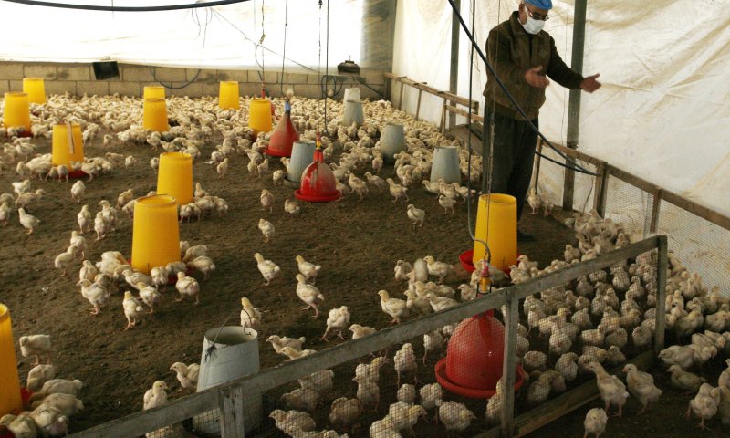 נגד הוזלת מחירים: מועצת הלול תשלם לשובתים