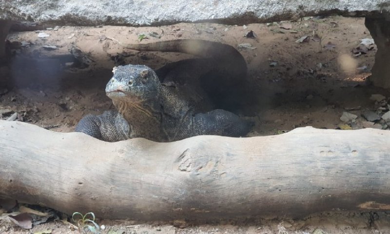 שאול, כוח הקומודו של הספארי הלך לעולמו