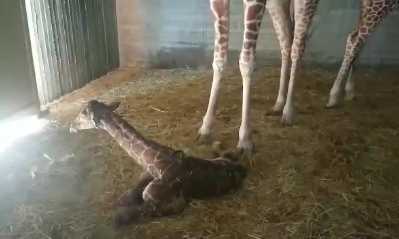 צפו: אחרי ארבע שעות, ג'ירף נולד בחי פארק