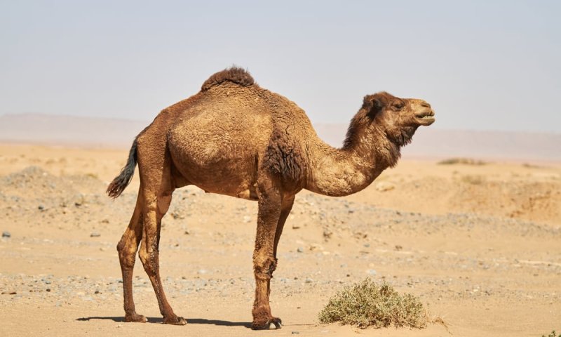 ערד: ילד בן שש נפגע מגמל, מצבו בינוני