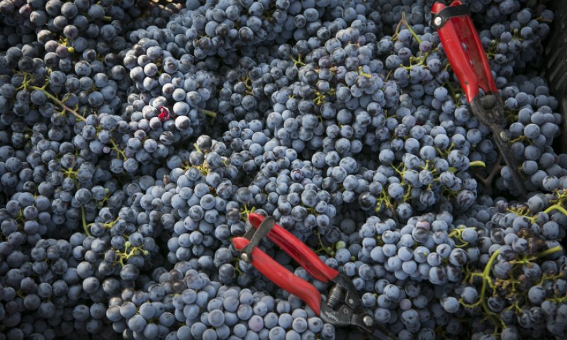 בגלל ענבים: אם ובנה פונו לבית החולים במצב קשה מאוד