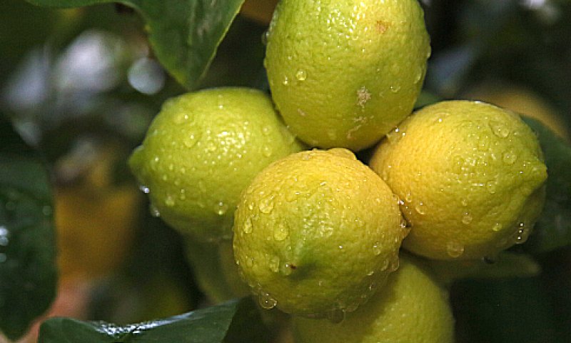 רבני צהר: להעדיף פתרונות של היתר מכירה