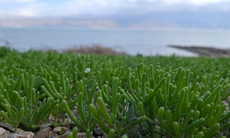 אהל מצוי וירוק בים המלח