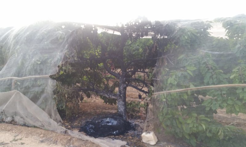 באמצעות צמיג: שוב הצתה במטע דובדבנים בגוש עציון