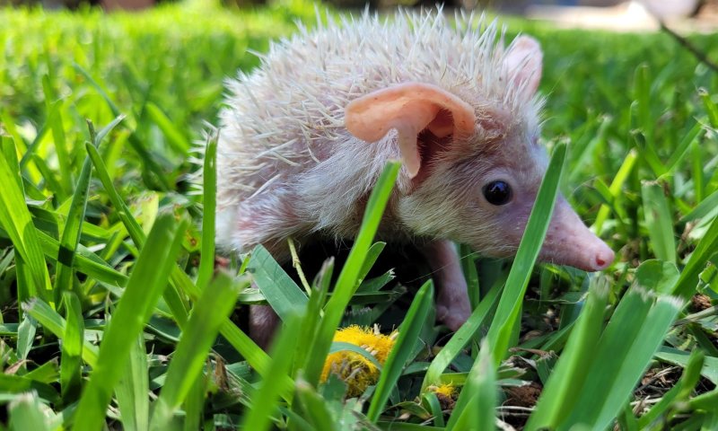 קיפוד החולות הלבקן: הכירו את צח
