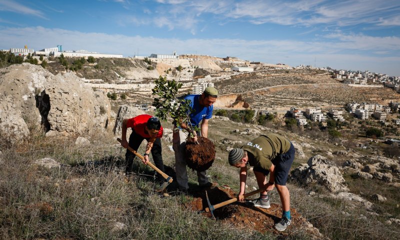 חג לאילנות: אירועי ט"ו בשבט חינמיים ברחבי הארץ