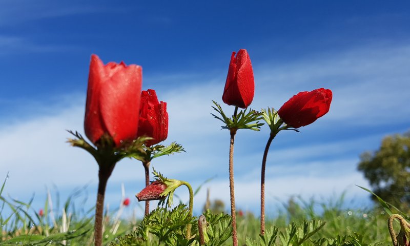 יופי מאיים: תערוכה של רועי עידן ז"ל, צלם המלחמה הראשון