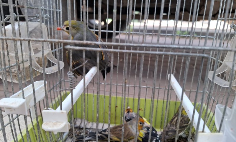 לא רק קופים: המשטרה איתרה ציפורים נדירות שהוחזקו בכלובים