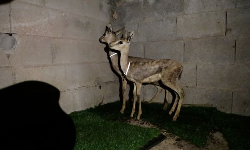 נעצר חשוד פלסטיני בצייד חיות בר באזור בנימין