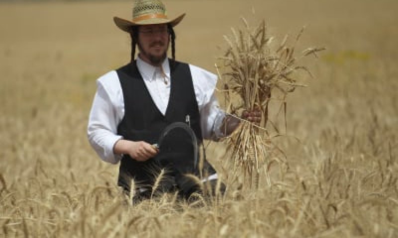 מגל זה: קוצרים חיטה לקמח עבור מצות עבודת יד