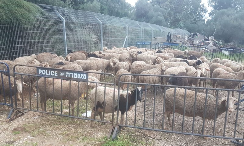 ערבים ניסו לגנוב 150 כבשים מתושב כפר סיטרין