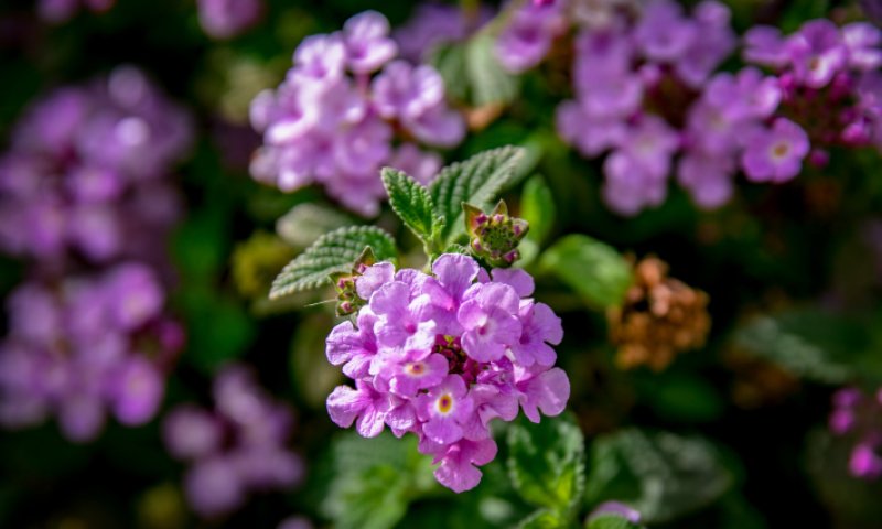 התחזית: שביעי של פסח ושבת- חם מהרגיל