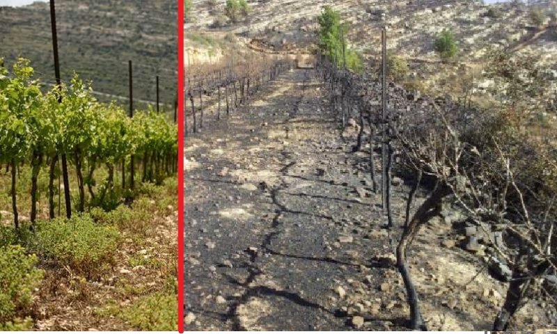 מתגייסים למען הכרם של שלומי כהן מדולב