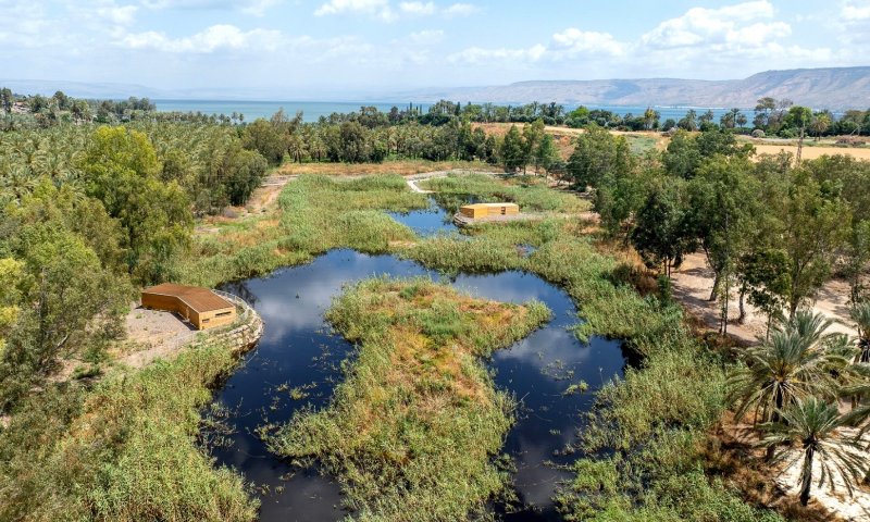 "פעם היו כאן ביצות": חורשת האקליפטוס של נעמי שמר קמה לתחייה