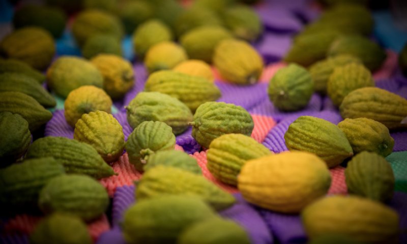 סוכות תשפ"א: 4 המינים מהודרים בלי לצאת מהבית