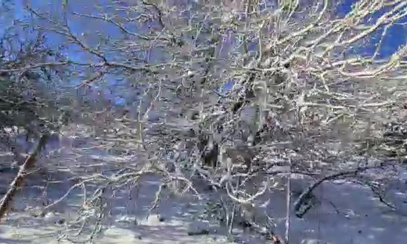 הסערה תימשך; השלג יתפשט: תחזית מזג אוויר