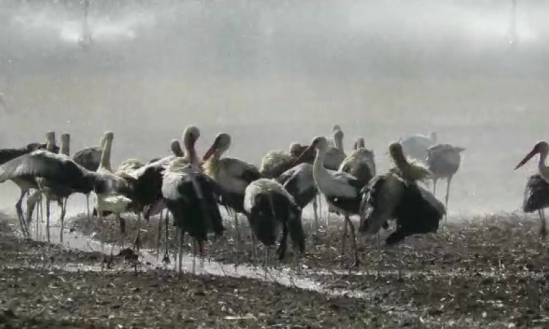 אז איך מתמודדות הציפורים עם החום? צפו