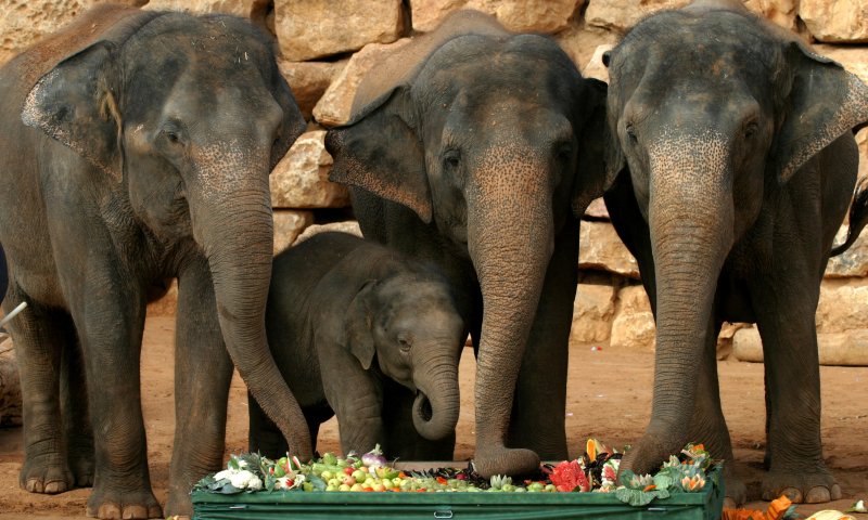 ט"ו בשבט הגיע חג לאריות: חגיגה בגן החיות התנכ"י