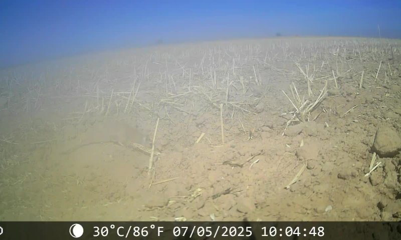 תיעוד: הטורף הנדיר התגלה בנגב ועוד במקום מפתיע