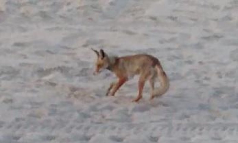 השועל התגבר על הפקחים וטרף את ביצי צבת הים