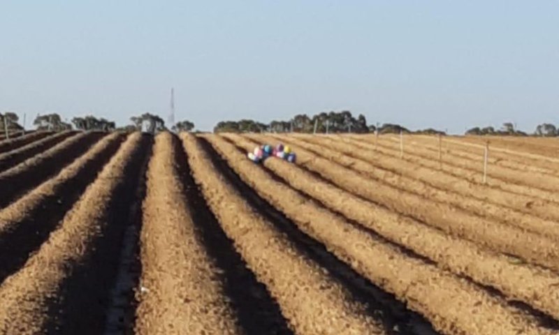 אין הפסקת אש: צרור בלונים נחת בשדות של עוטף עזה