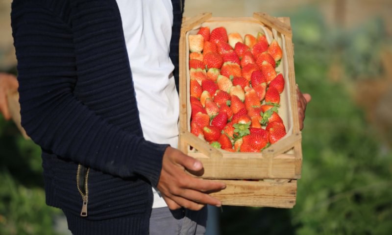 לקראת השמיטה: זה הזמן לחיזוק החקלאות הישראלית