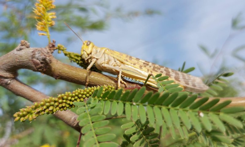 צפו: נחילי ארבה התנחלו באזור אילת ונחל פארן