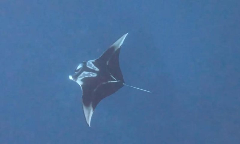 תצפית נדירה: מנטה ענק קפץ לביקור במפרץ אילת