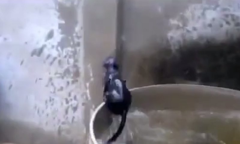 תיעוד משעשע: אתגר המים של החתול העקשן