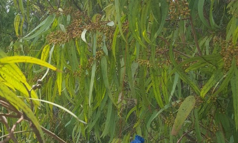בלון תבערה נחת במועצה האזורית חבל מודיעין