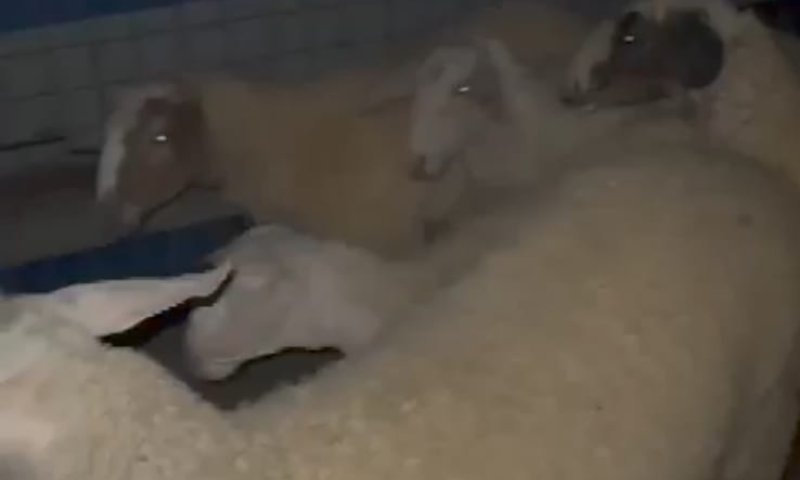 גנב 20 כבשים מהפזורה הבדואית ונתפס