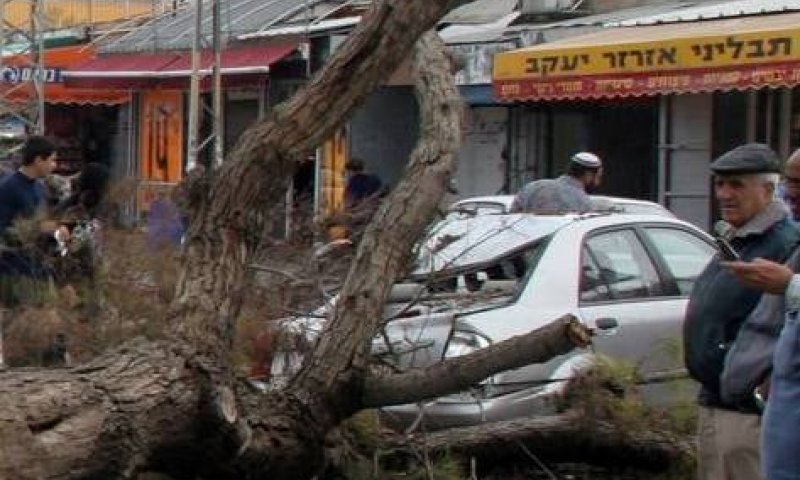 מה עושים אם עץ תקף אתכם? עצות לט"ו בשבט