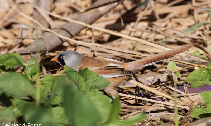 "לא האמנתי": ציפור שיר נדירה נצפתה לאחר 30 שנה