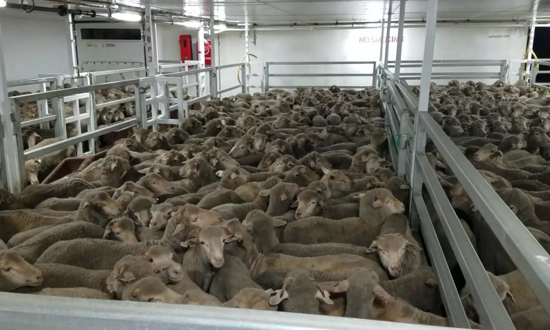 עשרות רבנים: "עצרו את המשלוחים החיים"