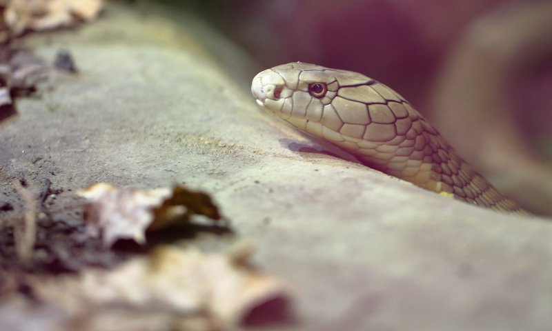 בת 15 הוכשה על ידי נחש בביה"ס ופונתה במצב בינוני