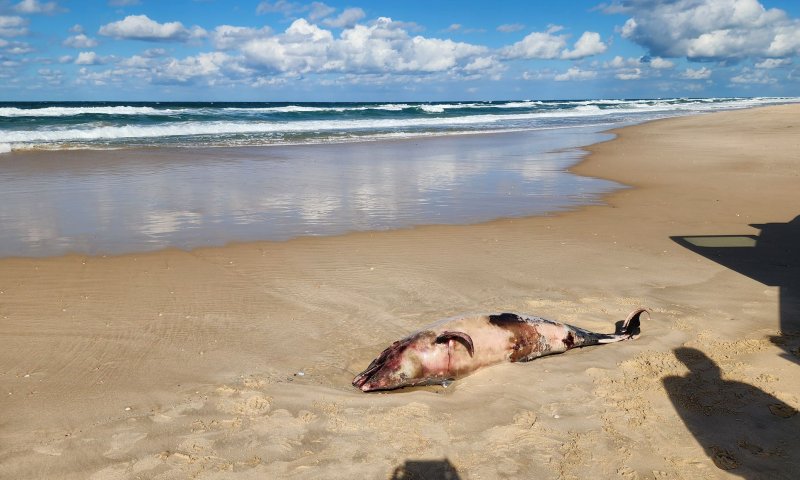 עצוב: גופת דולפין נפלטה לחוף באזור פלמחים