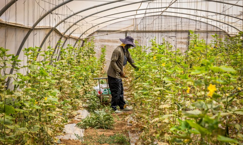 20 שנה להתנתקות: הסרט "חממה" לצפייה ישירה