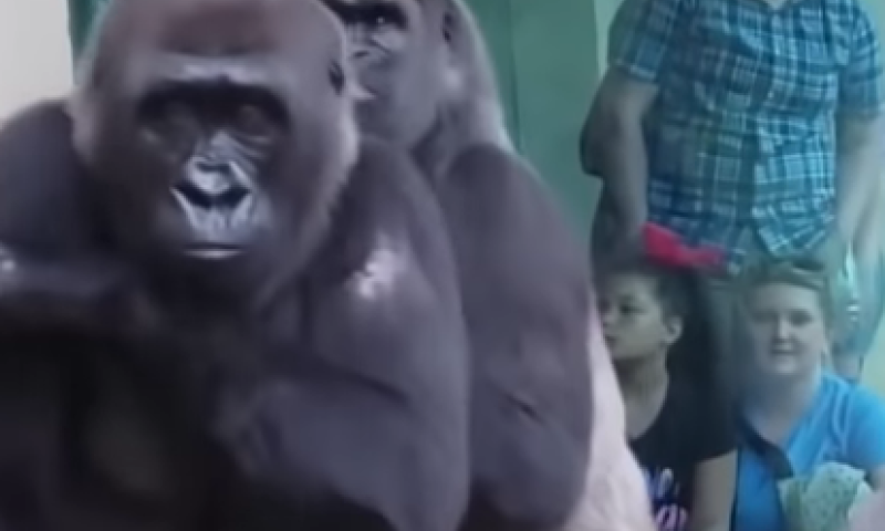 צפו: הגורילות יצליחו להתחמק מהגשם?