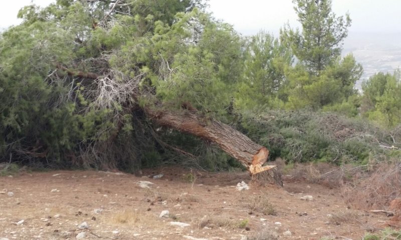 פלסטינים נתפסו על חם כורתים עצים ביער קק"ל