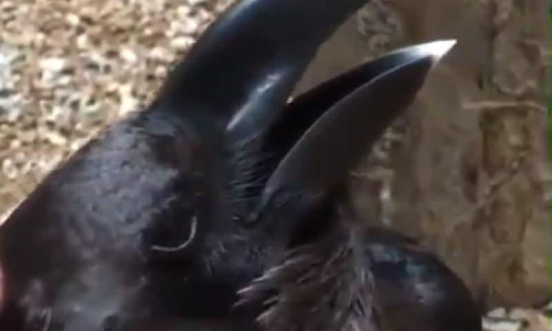 עורב או ארנב? צפו בסרטון שמשגע את הרשת