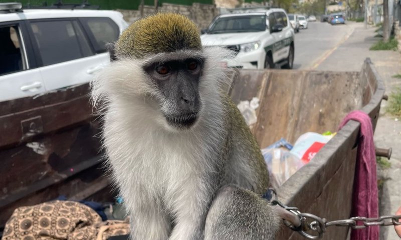 לא נגמר: קוף נמצא קשור בשרשרת ברזל לפח בסילוואן. צפו