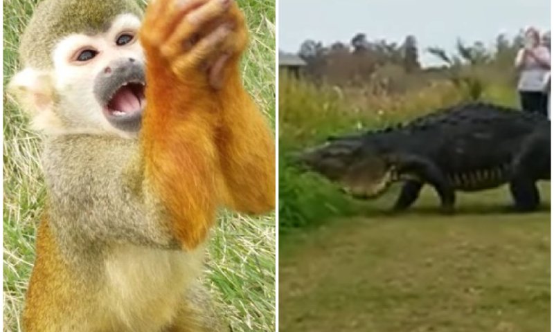 ויראלי: החיות שלא הייתם רוצים לפגוש באמצע חופשה