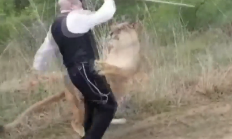 יהודה משי זהב הותקף ע"י לביאה ופונה לביה"ח. צפו